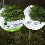 choinki Wszyscy mówią o drogich choinkach – a ja znalazłam te najtańsze!