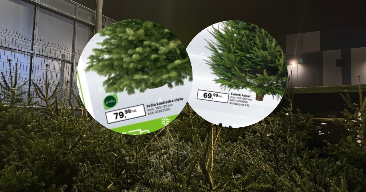 Wszyscy mówią o drogich choinkach – a ja znalazłam te najtańsze! /Canva Pro /INTERIA.PL