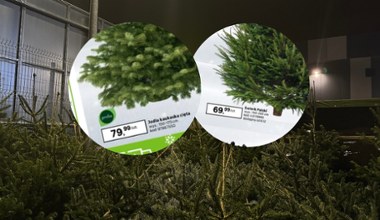 Wszyscy mówią o drogich choinkach – a ja znalazłam te najtańsze!