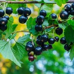 Wszyscy mówią o owocach, a liście też są bardzo zdrowe. Oczyszczają organizm, poprawiają wzrok i pomagają w infekcjach  