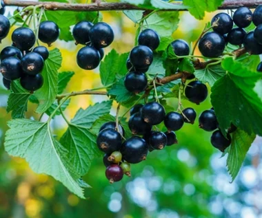 Wszyscy mówią o owocach, a liście też są bardzo zdrowe. Oczyszczają organizm, poprawiają wzrok i pomagają w infekcjach  