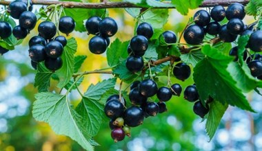 Wszyscy mówią o owocach, a liście też są bardzo zdrowe. Oczyszczają organizm, poprawiają wzrok i pomagają w infekcjach  