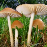 ​Wszyscy myślą, że ten grzyb jest trujący. Tymczasem w sosie to niebo w gębie