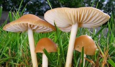 ​Wszyscy myślą, że ten grzyb jest trujący. Tymczasem w sosie to niebo w gębie