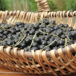 ​Wszyscy zachwycają się jagodami goji, a prawdziwe superfoods rośnie w ogródku babci