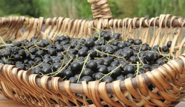 ​Wszyscy zachwycają się jagodami goji, a prawdziwe superfoods rośnie w ogródku babci