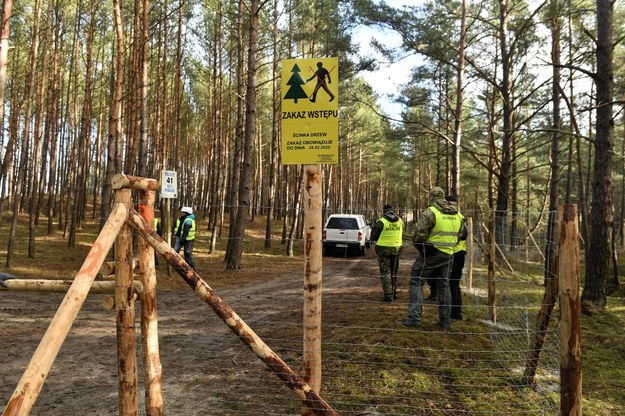 Wszystkie drzewa, które miały być wycięte, zostały wycięte - poinformował rzecznik prasowy Regionalnej Dyrekcji Lasów Państwowych w Gdańsku Jerzy Krefft. /Marcin Gadomski /PAP
