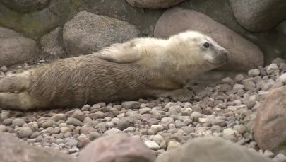 Wszystkie foki ze Stacji Morskiej zostały mamami. "Maluszki czują się bardzo dobrze"