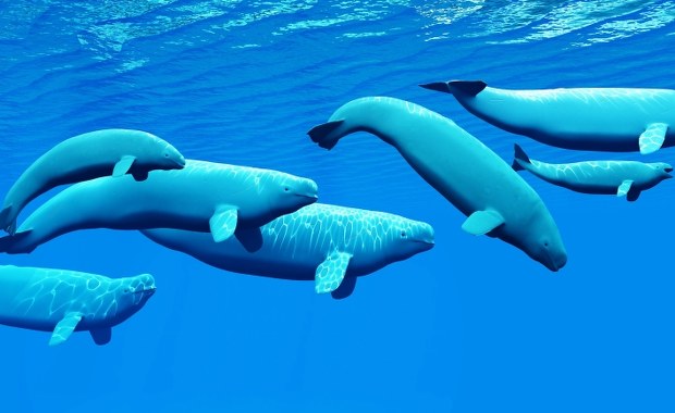 Wszystkie stworzenia nie za duże i nie za małe