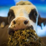 Wszystkie zwierzęta większe od krowy znikną w ciągu dwóch stuleci