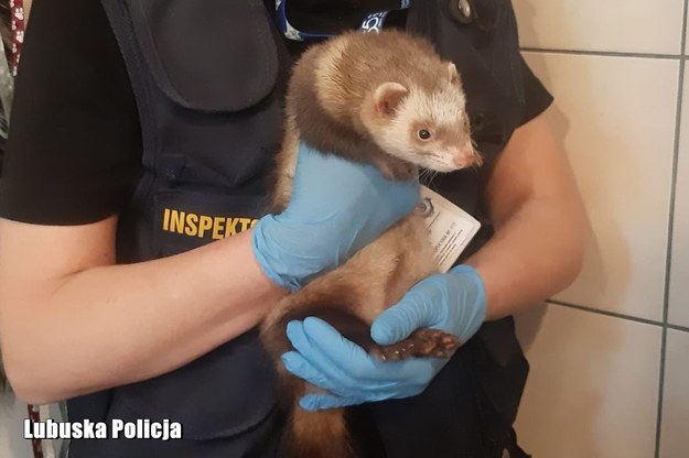 Wszystkie zwierzęta zostały zabezpieczone przez weterynarza w Rzepinie. /Policja Lubuska /