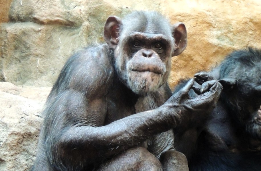 Wszystkiego najlepszego z okazji 40. urodzin dla szympansa Szymona /Warszawskie zoo /Facebook