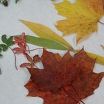 Wszystko, co chciałbyś wiedzieć o... jesiennych liściach