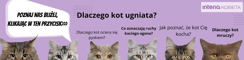 Wszystko, co musisz wiedzieć o kotach>>> //Canva /INTERIA.PL
