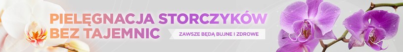Wszystko, co musisz wiedzieć o storczykach, znajdziesz w naszym raporcie specjalnym:  Pielęgnacja storczyków bez tajemnic /INTERIA.PL