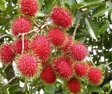 Wszystko o jagodzianie rambutan