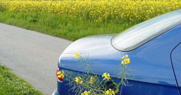 Wszystko rozbija się o rzepak... /INTERIA.PL