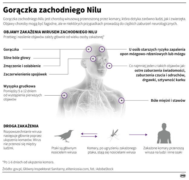 Wszystko wskazuje na to, że w Polsce doszło do zakażenia wirusem gorączki zachodniego Nilu /Mateusz Krymski /PAP