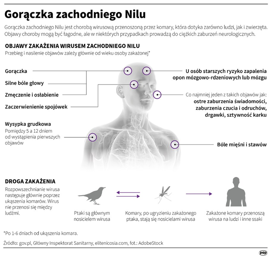 Wszystko wskazuje na to, że w Polsce doszło do zakażenia wirusem gorączki zachodniego Nilu /Mateusz Krymski /PAP