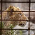 Wtargnął na wybieg lwów. Koszmarna śmierć 19-latka w zoo