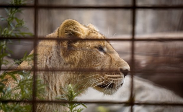 Wtargnął na wybieg lwów. Koszmarna śmierć 19-latka w zoo