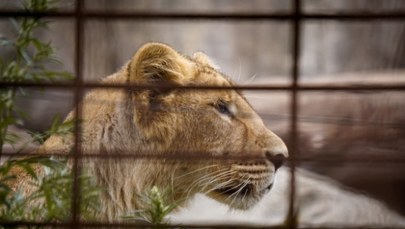 Wtargnął na wybieg lwów. Koszmarna śmierć 19-latka w zoo