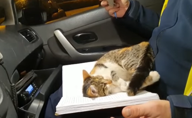 Wtargnęła do radiowozu i przeszkadzała w pracy. Policjanci z Jaworzna szukają właściciela kotki