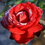 Wujek robi to z różami w październiku. W sezonie krzewy toną w kwiatach