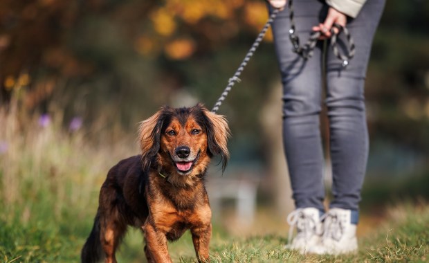 Wybieg dla psów czy trasa pieszo-rowerowa. Budżet obywatelski w Olsztynie rozstrzygnięty