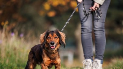 Wybieg dla psów czy trasa pieszo-rowerowa. Budżet obywatelski w Olsztynie rozstrzygnięty