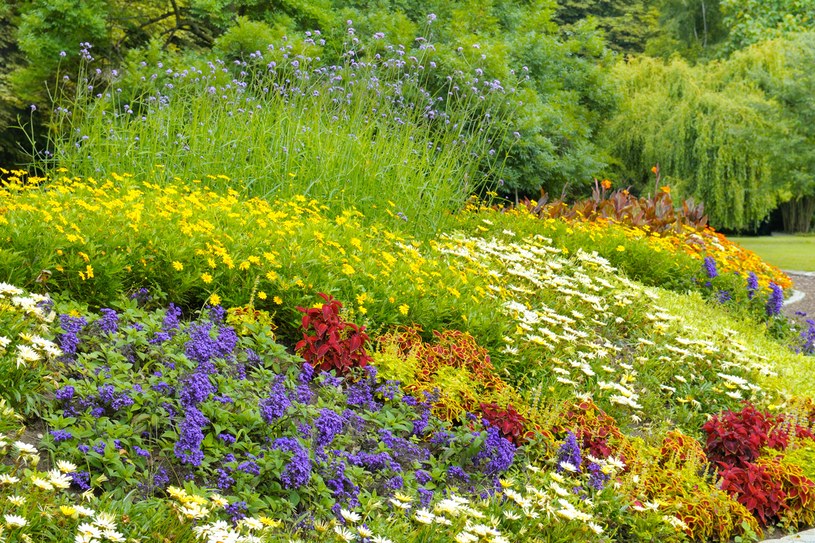 Wybieraj rośliny łatwe w uprawie, o długim okresie kwitnienia /123RF/PICSEL
