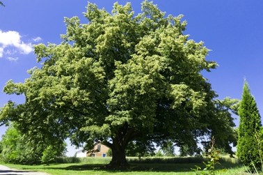 Wybieramy "Europejskie Drzewo Roku 2021"! Polską kandydatką Lipa św. Jana Nepomucena