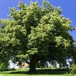 Wybieramy "Europejskie Drzewo Roku 2021"! Polską kandydatką Lipa św. Jana Nepomucena