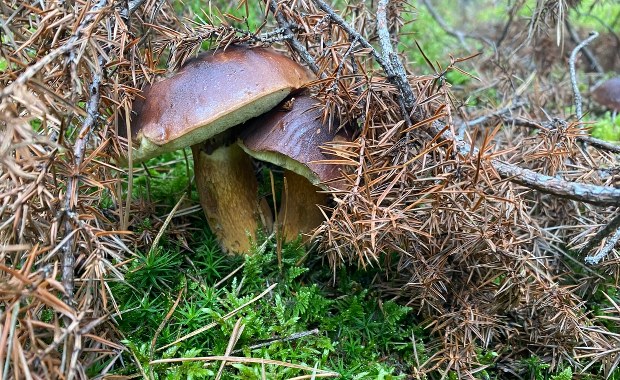 Wybierasz się na grzybobranie? O tym musisz pamiętać!