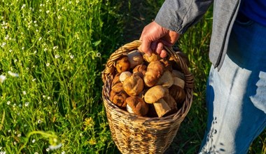 ​Wybierasz się na grzyby? Ekspert radzi, gdzie zbierzesz pełny koszyk. Przed nami wrześniowy wysyp