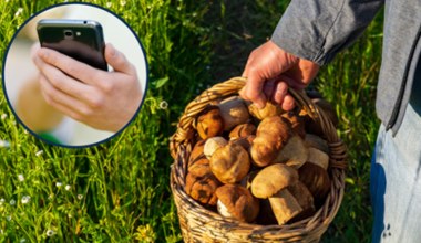 Wybierasz się na grzyby? Te aplikacje podpowiedzą, które gatunki warto zbierać 