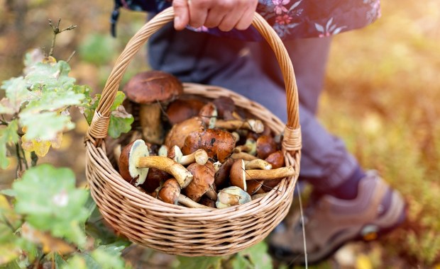Wybierasz się na grzyby? Za to można dostać nawet 5 tys. zł mandatu