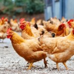 Wybito ponad 100 tys. sztuk drobiu. Na północy szaleje grypa ptaków