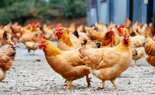 Wybito ponad 100 tys. sztuk drobiu. Na północy szaleje grypa ptaków