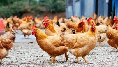 Wybito ponad 100 tys. sztuk drobiu. Na północy szaleje grypa ptaków