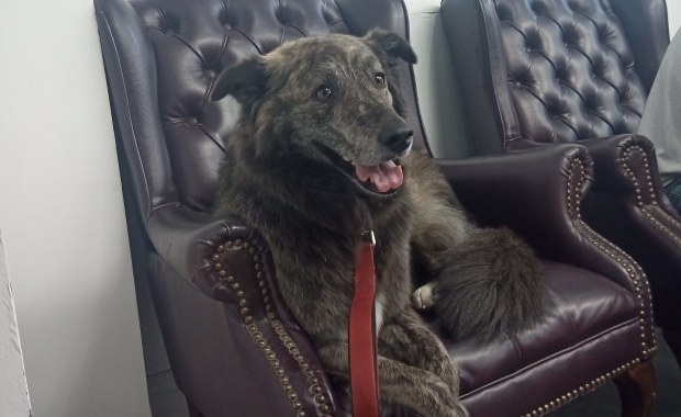 Wybory na burmistrza Toronto. Pies wśród kandydatów