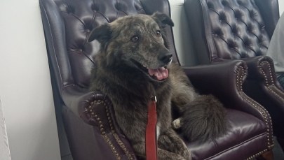 Wybory na burmistrza Toronto. Pies wśród kandydatów