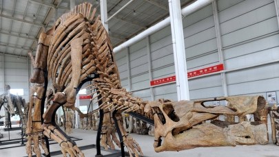 Wybory samorządowe: Prezydenci - samorządowe dinozaury