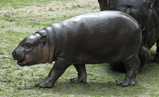 Wybraliście imię dla małego hipcia z krakowskiego zoo!