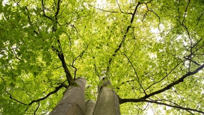 Wybrano Drzewo Roku 2024. Legenda głosi, że spełnia marzenia