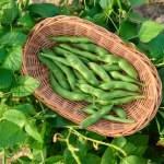 Wybrano najbardziej trującą roślinę 2026 roku. Polacy nie dowierzają, bo to nasz narodowy przysmak