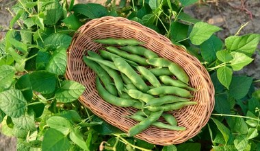 Wybrano najbardziej trującą roślinę 2026 roku. Polacy nie dowierzają, bo to nasz narodowy przysmak  
