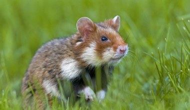 Wybrano zwierzę roku 2026. Zabija je to, z czego jesteśmy dumni