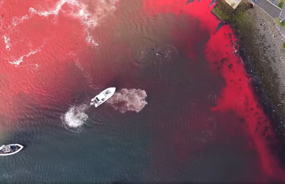 Wybrzeże czerwone od krwi grindwali /Facebook