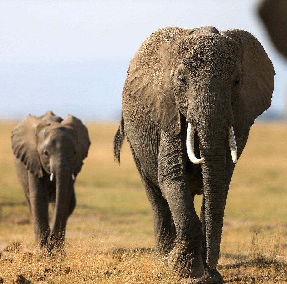 Wybrzeże Kenii jest turystycznym zagłębiem, a tutejsze hotele, plaże i parki narodowe przynoszą znaczne dochody gospodarce kraju /Meng Chenguang    /PAP/EPA